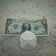 The Sand Dollar A Marine Marvel